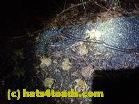 /home//u458753944/public_html/sourcegallery///////Roxborough Toad Detour/2022/2022-03-19/P3190916.JPG